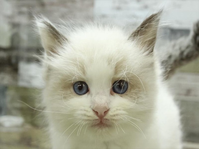 広島県のラグドール (ペッツワン広島LECT店/2024年1月26日生まれ/女の子/シールポイントバイカラー)の子猫